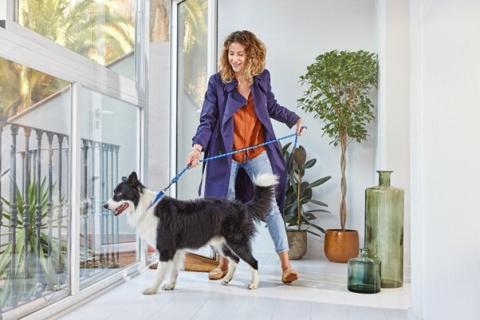 Dog exercise - woman walking a border collie on a leash