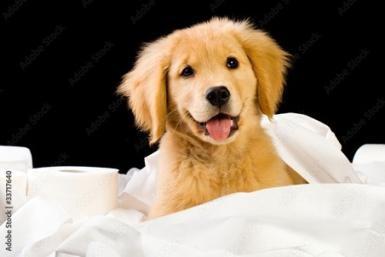 Puppy Toilet Training - a picture of a dog smiling with toilet paper